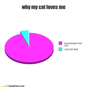 why my cat loves me