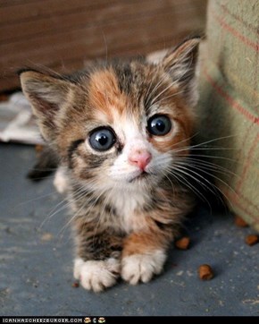 Cyoot Kitteh of teh Day: Ol' Blue Eyes