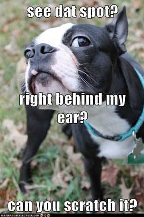 see dat spot? right behind my ear? can you scratch it?