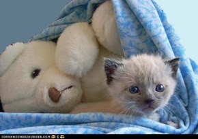 Cyoot Kitteh of teh Day: Still Life With Kitten and Stuffed Polar Bear