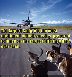 The Airport Gang,