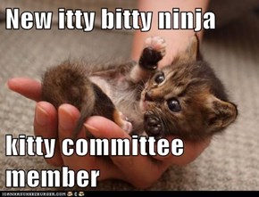 New itty bitty ninja   kitty committee member