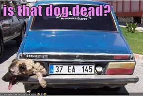 is that dog dead?