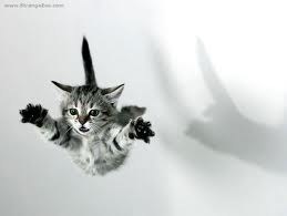 Flying Kitten FAIL