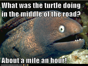 What was the turtle doing in the middle of the road?  About a mile an hour!