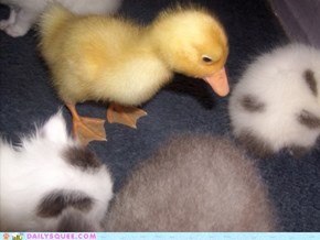 Interspecies Love: Duck, Duck, Kittens!