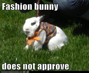 Fashion bunny  does not approve