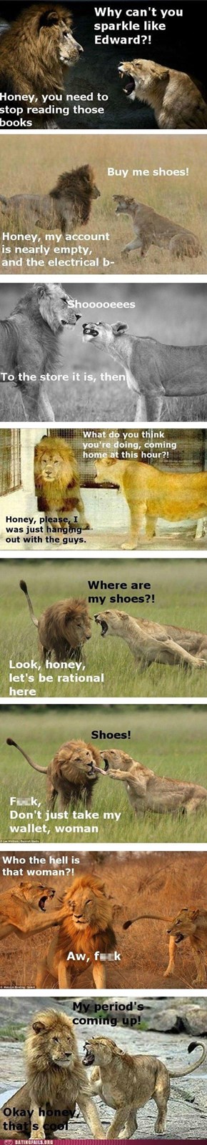 Lions Actually Really Like Shoes