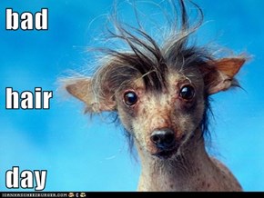 bad hair day