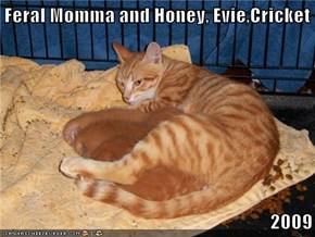 Feral Momma and Honey, Evie,Cricket  2009