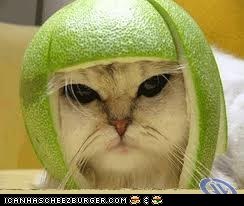 MELON SAMURAI KITTY!!!