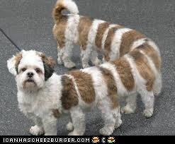 what you get when you cross the DNA of a caterpillar and a dog