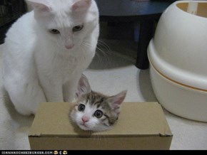 Cyoot Kittehs of teh Day: And for My Next Trick...