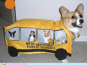 Acting Like Animals: The Corgi School Bus