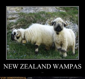 NEW ZEALAND WAMPAS