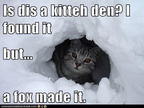 Is dis a kitteh den? I found it but... a fox made it.