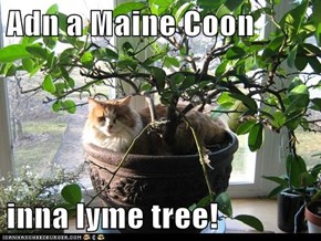 Adn a Maine Coon  inna lyme tree!