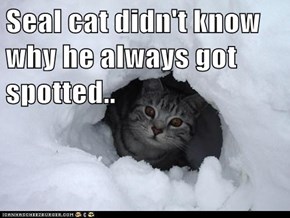 Seal cat didn't know why he always got spotted..
