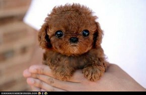 teddy bear and dog hybrid
