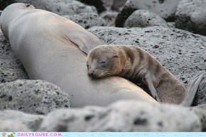 Squee Spree: Family Nap Time