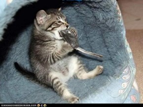 Cyoot Kitteh of teh Day: Got Pests?  Ai Kan Halp!
