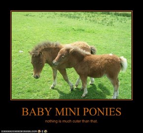 BABY MINI PONIES