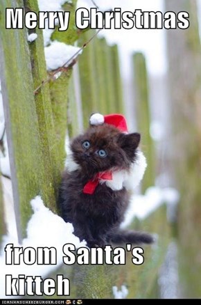 Merry Christmas  from Santa's kitteh