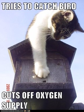 TRIES TO CATCH BIRD  CUTS OFF OXYGEN SUPPLY