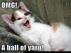 OMG!  A ball of yarn!