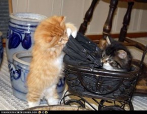 Cyoot Kittehs of teh Day: My Pram, My Precious