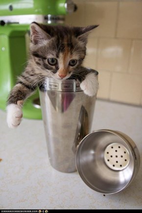 Cyoot Kitteh of teh Day: Shaken, Not Purred