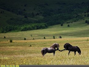 Bros: Oh my God a real life Bro-Hoof!