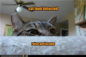 cat food detected