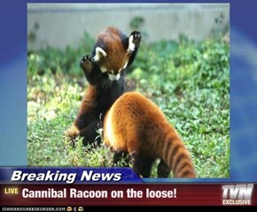 Breaking News - Cannibal Racoon on the loose!