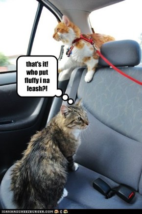 that's it! who put fluffy i na leash?!
