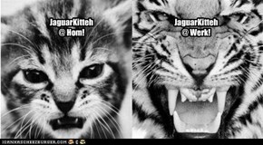 JaguarKitteh @ Hom!