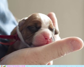 Reader Squees: Itty Bitty Boxer Baby