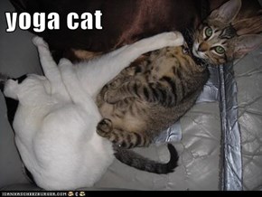 yoga cat