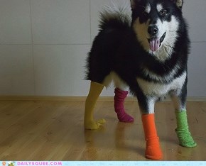 Acting Like Animals: Forget the Fox in Socks!