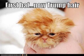 First baf...now Trump hair