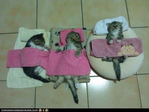 Cyoot Kittehs of teh Day: Do Not Disturb