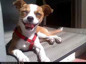 Cyoot Puppeh ob teh Day: Happy McSmileypup