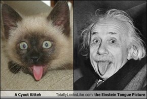 A Cyoot Kitteh Totally Looks Like the Einstein Tongue Picture