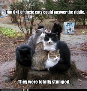 Not ONE of these cats could answer the riddle.