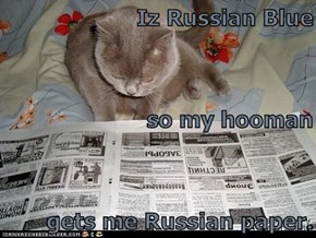 Iz Russian Blue