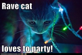 Rave cat  loves to party!
