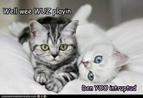 Purrrrfect Playmates