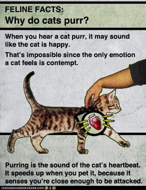 Why Do Cats Purr?