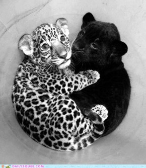 Cub Cuddles