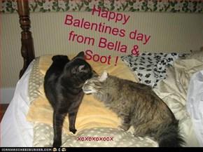 Happy Balentines day from Bella & Soot !